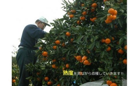 N-24 果樹園みかんの木の蔵出しみかん ５．５ｋｇ