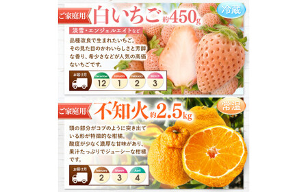 【 定期便 8回 】  プチっと 堪能 ！家庭用 フルーツ定期便 |（ いちご 白いちご みかん 不知火 デコポン スイカ ぶどう 梨 柿 果物 ）