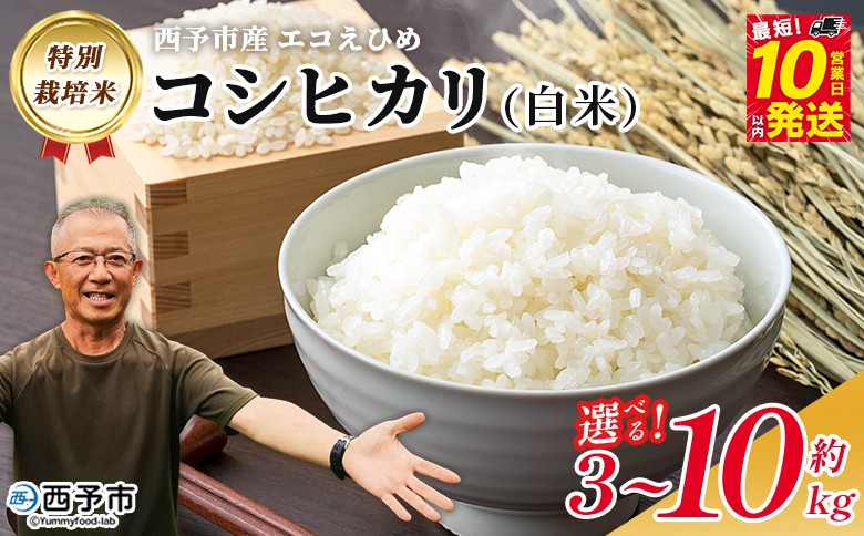 
                  ＜令和8年産 西予市産 特別栽培米 エコえひめ コシヒカリ 白米 約3～10kg＞『最短10営業日以内に順次発送予定』国産 精米 農薬・化学肥料不使用 キロ 愛媛県産 こしひかり お米 米 コメ 産地直送 送料無料 シゲちゃん農園 愛媛県 西予市【常温】
                