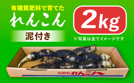 【先行予約】土付き鍬掘り レンコン　2kg れんこん 蓮根　産地直送 野菜　愛西市/株式会社山三レンコン[AEBK001]