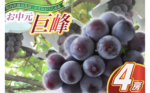 【お中元 熨斗付】 巨峰 4房 (県内共通返礼品:かすみがうら市産)  先行予約 ギフト 贈答 ぶどう ブドウ 葡萄 フルーツ 茨城 新鮮 (BR091)