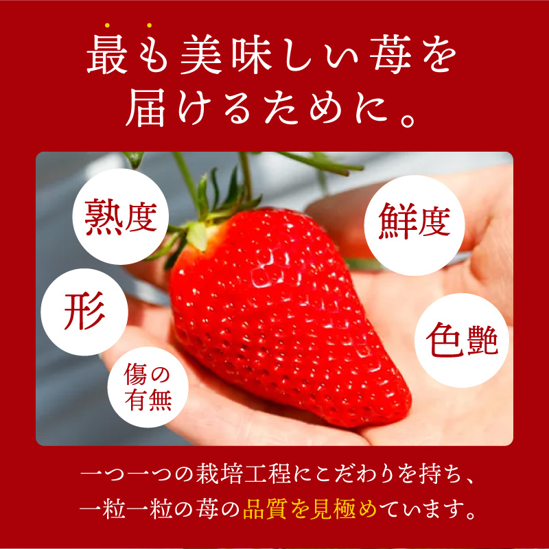 はたやのいちご 2Pセット《 いちご 苺 イチゴ フルーツ 果物 国産 フルーツ工房はたや あまえくぼ 章姫 あまクイーン ロイヤルクイーン ぽりっちご あまおとめ 堅しろう 》【2501C09702