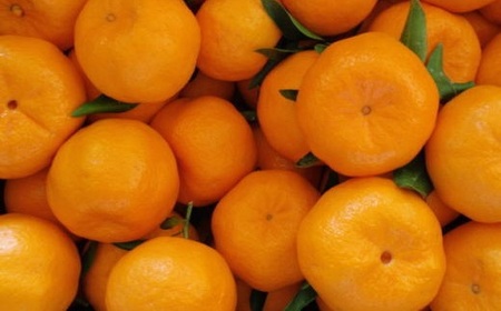 和歌山産 ポンカン 約5kg（サイズ混合・秀優品） ※2027年2月上旬～3月上旬頃に順次発送予定  【tec942A】