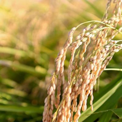 ふるさと納税 三条市 新潟県産新之助10kg 令和7年産 2025年産  [飯塚農園] 【028S046】 |  | 03