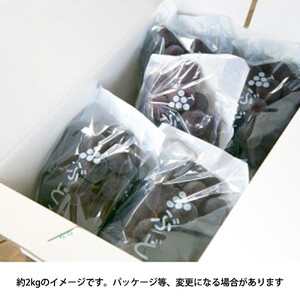 ［先行予約］巨峰 約1kg［朝採り］［葡萄・ぶどう］［種なしブドウ］［フルーツ・果物］［2026年8月下旬頃から順次発送］