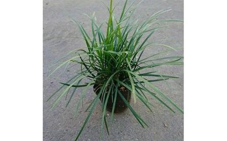 緑の力で地球を元気に!＜リュウノヒゲ＞9cmポット 28本セット 竜の髭(ジャノヒゲ)