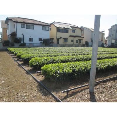 ふるさと納税 武蔵村山市 【地域ブランド】自家製東京狭山茶セット |  | 02