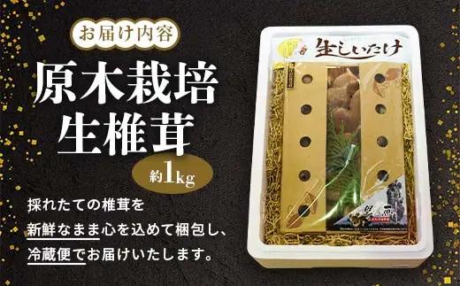 【先行予約】2026年8月以降順次発送 原木栽培 生椎茸 約1kg 里の恵 しいたけ シイタケ きのこ キノコ 椎茸 野菜  F21X-575