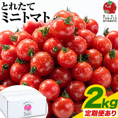 【ふるさと納税】 ミニトマト とれたてミニトマト 2kg トマト 野菜 サラダ ダイエット おやつ パスタ マリネ 有機肥料 ミニトマト宮本《30日以内に出荷予定(土日祝除く)》 熊本県 長洲町 定期 トマト とまと 野菜 国産 熊本県産 定期便