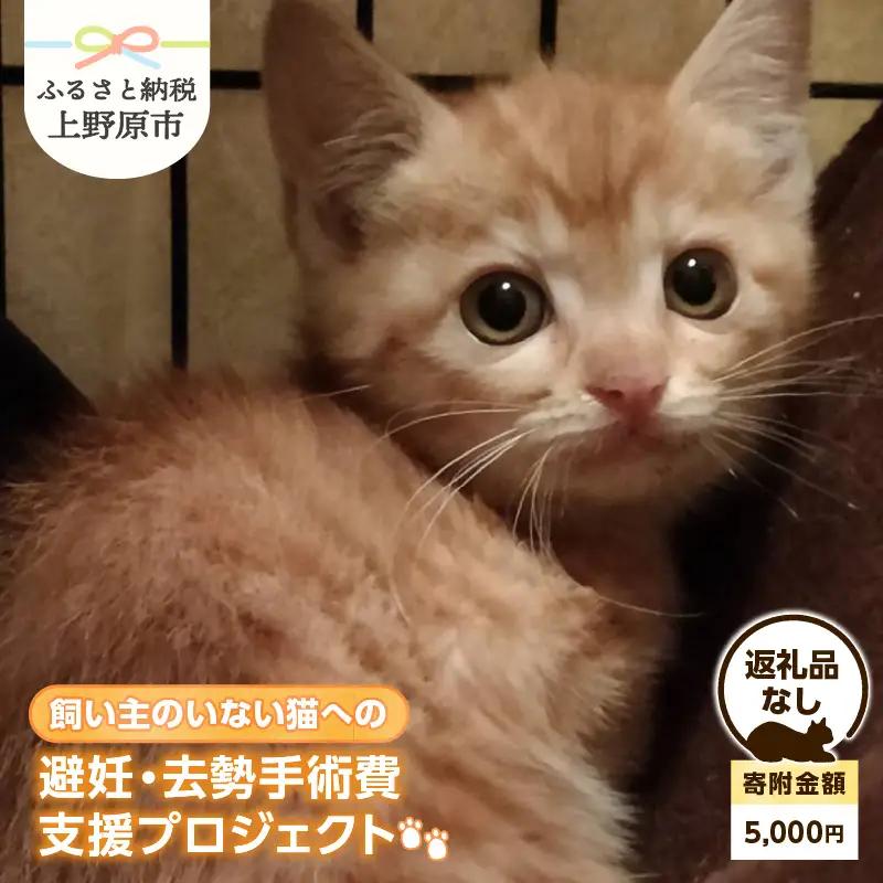 飼い主のいない猫への避妊・去勢手術費支援プロジェクト【返礼品なし】（寄附金額：5,000円）