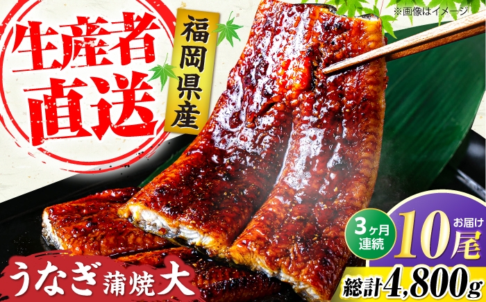 
                  【全3回定期便】福岡県産 うなぎ 蒲焼 大 10尾 計1,600g（1尾あたり 160g以上）《豊前市》【福岡養鰻】[VAD027] 鰻 unagi 蒲焼 うなぎの蒲焼 惣菜 蒲焼き うなぎ 蒲焼 国産 かばやき 鰻 ウナギ うなぎ 蒲焼国産 定期 冷凍 うなぎ 定期便 九州
                