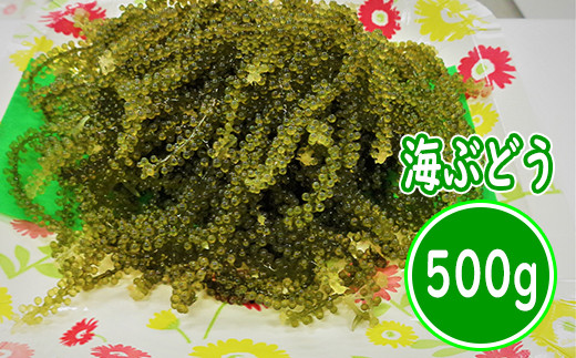 
【はごろものまちのグリーンキャビア】海ぶどう（500g）
