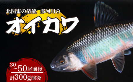 天然オイカワ 那珂川産 30～50尾前後 計300g前後 冷凍 | 天然 天然 天然 天然 天然