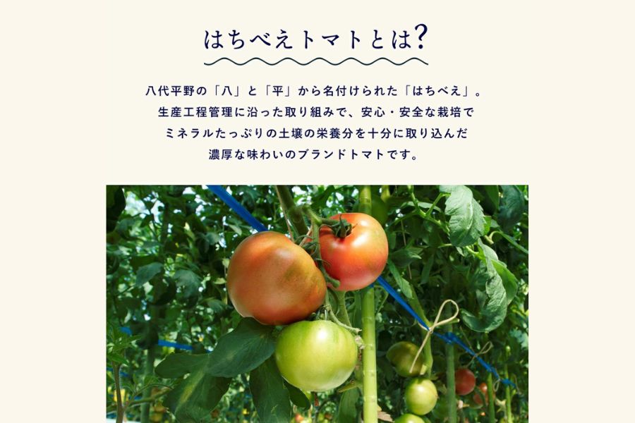 熊本県産はちべえトマトを使ったハッシュドビーフ 1袋(170g) 合計6食入り トマトピューレ トマト とまと 簡単 時短 洋食 惣菜 ギフト 冷凍 人気 ハッシュドビーフ ANA アナ 八代市