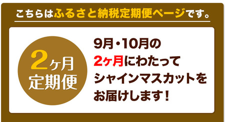 ぶどう 2ヶ月 定期便 [2024年先行予約] シャインマスカット 晴王 1房 約600g 岡山県産《9月上旬-11月上旬頃出荷(土日祝除く)》 ハレノフルーツ マスカット 送料無料 岡山県 浅口市 