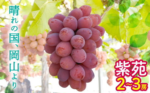 ぶどう 2026年 先行予約 紫苑 2～3房 約1.2kg 岡山県産【配送不可地域：離島】