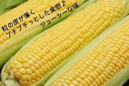 【期間限定発送】 朝採り 即出荷 甘くてプチプチ ゴールドラッシュ 10本 [しゃんと畑 山梨県 韮崎市 20745241]