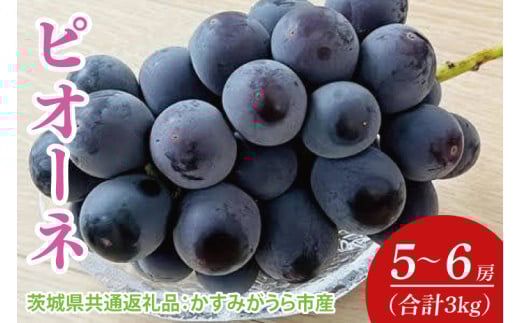 【先行予約】【2025年7月より発送開始】ピオーネ 3kg(5〜6房)（茨城県共通返礼品：かすみがうら市産）｜ぶどう ピオーネ 果物 フルーツ くだもの 共通返礼品 先行予約 数量限定 茨城県 かすみがうら市産 大子町(CD159)