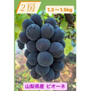 【発送月固定定期便】旬のピオーネ+シャインマスカット2房(1.3～1.5kg)全2回【配送不可地域：離島】【4059693】