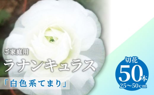 ご家庭用 ラナンキュラス「白色系てまり」切花50本(長さ25～50cm)【2025年1月中旬～2025年4月上旬配送】