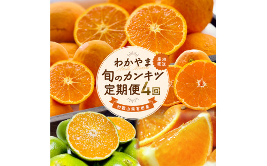 【全4回】和歌山旬のカンキツ定期便【L】3・5・9・11月発送（ご家庭用）※北海道・沖縄県・離島への配送不可 / 春の柑橘 初夏の柑橘 青切り 有田みかん 完熟有田みかん フルーツ くだもの 果物【ard-tkb907】