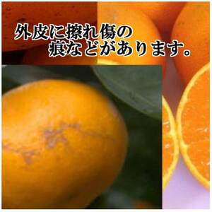 2024年12月発送開始【JAS認証有機栽培】濃厚!菊池農園「南柑20号」5kg【C39-23】【1044610】