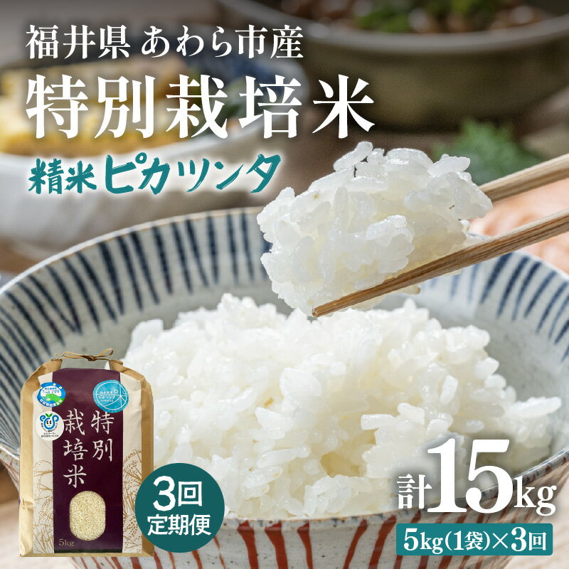 【ふるさと納税】【令和7年産】定期便 ≪3ヶ月連続お届け≫ 化学肥料不使用 特別栽培米 ピカツンタ 精米 5kg × 3回（合計15kg） / 白米 米 福井県あわら市産 美味しい 特別栽培米 減農薬 安心な米 旨味 甘み もっちり 冷蔵保管米