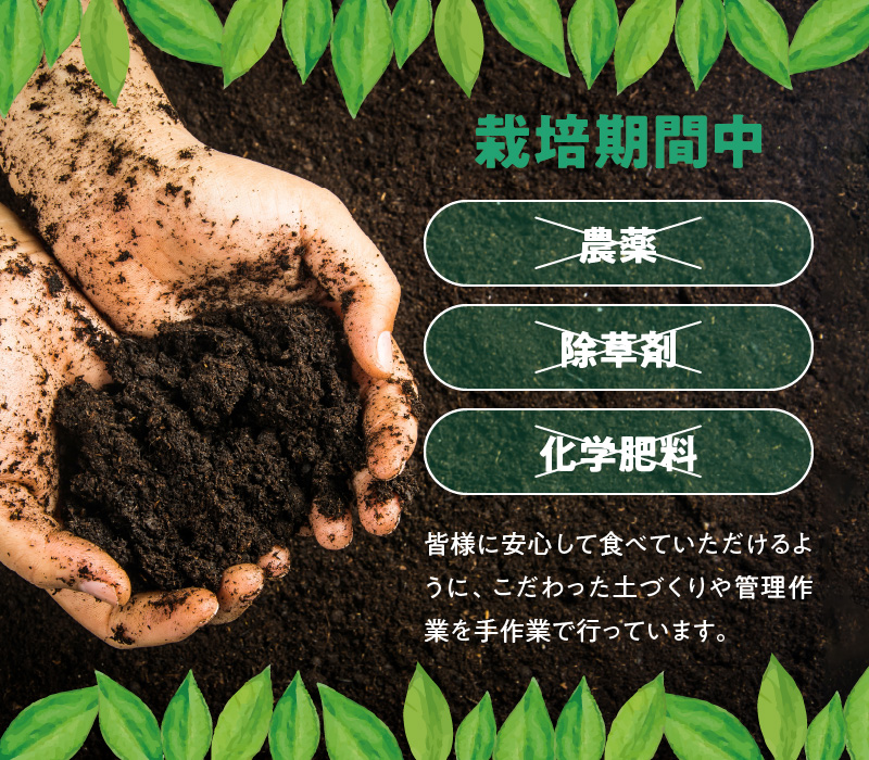 ■【先行受付】栽培期間中 農薬・除草剤・化学肥料不使用！南国の島レモン 1kg！【2026年9月～2027年2月下旬お届け】　W043-005u