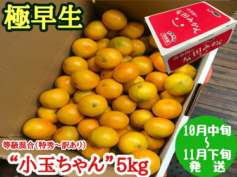 【ふるさと納税】【極早生・有田みかん】小玉ちゃん 約5kg (等級混合・2S～4Sサイズ混合)【ミカン 蜜柑 柑橘 温州みかん 和歌山 有田 小粒 小玉】