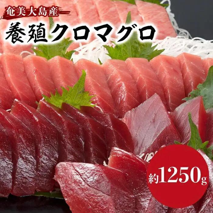 クロマグロ 黒マグロ 1,250g以上 まるごと満喫セット 奄美大島産養殖
