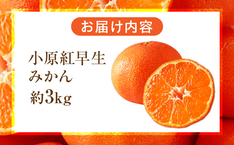 【先行受付】小原紅早生みかん約3.0kg【香川県共通返礼品】 | 小原紅早生 甘い みかん ミカン 柑橘 柑橘系 果物 フルーツ 青果 デザート グルメ おすすめ 贈答 贈り物 贈答用 ギフト プレゼ