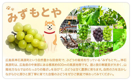 シャイン マスカット 約 2 kg  《9月中旬-11月中旬出荷予定(土日祝除く)》期間限定 フルーツ 果物 ブドウ ぶどう 甘い 濃厚