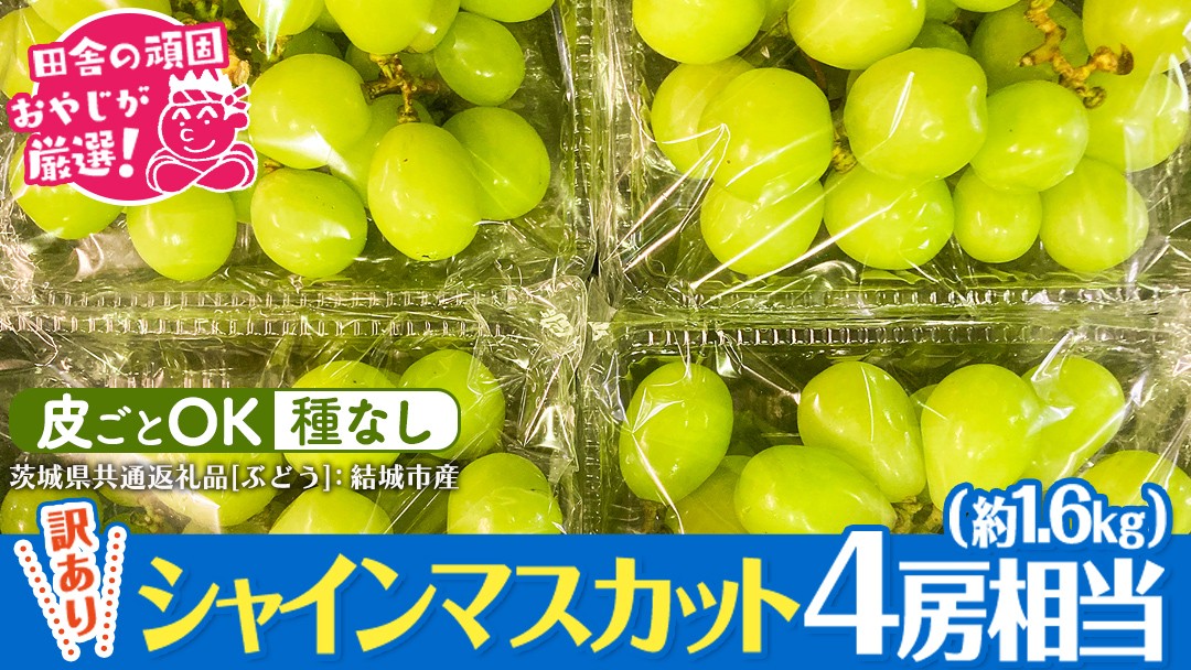 
                  【 訳あり 】 シャインマスカット 4房相当（約1.6kg） 【2026年9月より発送開始】 田舎の頑固おやじが厳選！（茨城県共通返礼品 [ぶどう]：結城市産） 果物 フルーツ 不揃い わけあり 先行予約 家庭用 フルーツ ブドウ 果物 ぶどう シャイン マスカット くだもの 先行予約
                