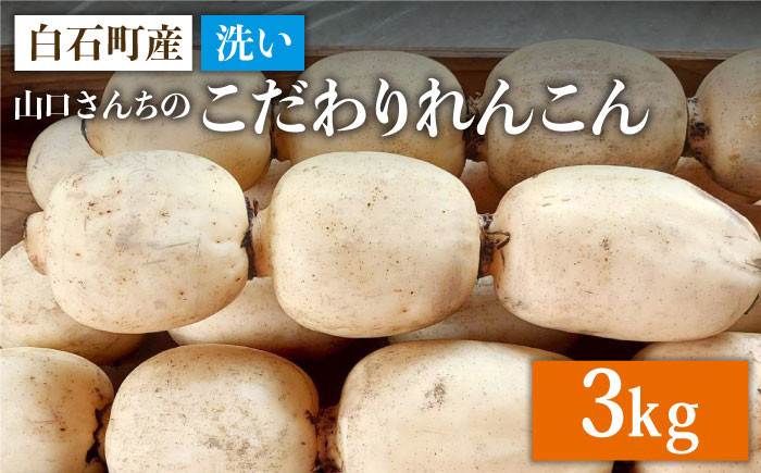 
            【農家直送！】洗い れんこん 3kg～山口さんちの贈り物～【y'scompany】 [IAS004]
          