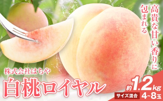 【2026年先行予約】岡山白桃 等級 ロイヤル 約1.2kg《2026年7月上旬‐8月下旬頃出荷》もも モモ 岡山 国産 フルーツ 果物 岡山県 浅口市 株式会社 はちや フルーツ モモ 果物 青果 旬 白桃 国産 岡山県産【配送不可地あり】