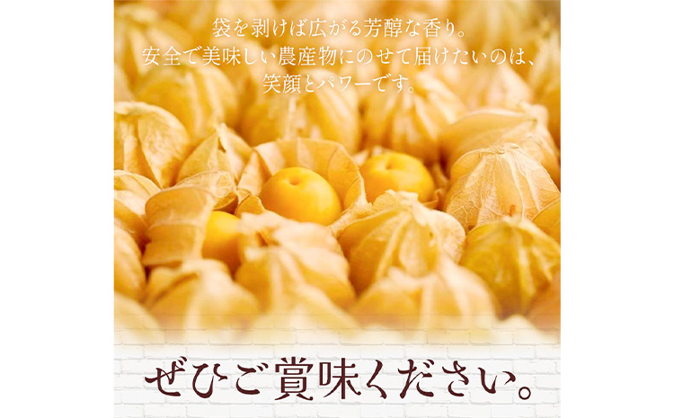 【2026年発送 先行予約 】フルーツ ほおずき 太陽の子 約500g のざわ農園《9月上旬-10月末頃出荷》北海道 日高町 希少 ホオズキ---hohdk_nn_5_500g---