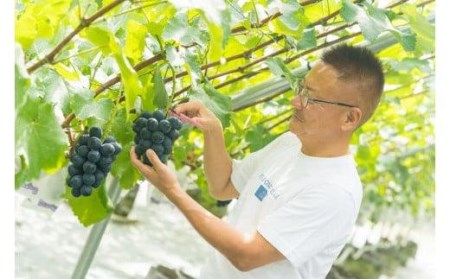 【2026年8月中旬頃から順次発送】シャインマスカット ぶどう 大粒 特選 ぶどう宝石箱 ギフト ナガノパープル 約 600g 18粒 ずつ 1箱 36粒 ぶどう ぶどう ぶどう ぶどう ぶどう ぶど