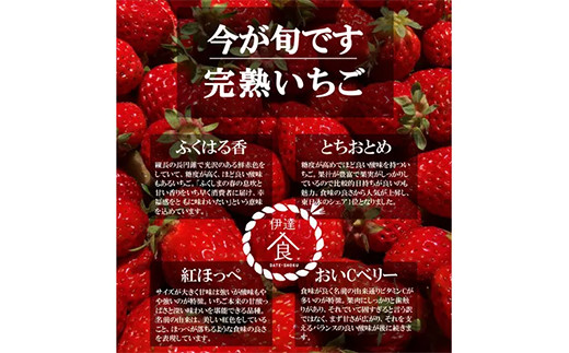 完熟 いちご 贅沢食べ比べ 4品種セット（1箱） とちおとめ ふくはる香 紅ほっぺ  おいCベリー イチゴ 苺 いちご  デザート フルーツ 果物 くだもの 果実 食品 F20C-533