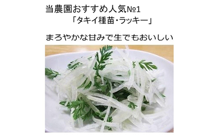 小諸産減農薬栽培・玉ねぎ約3kg