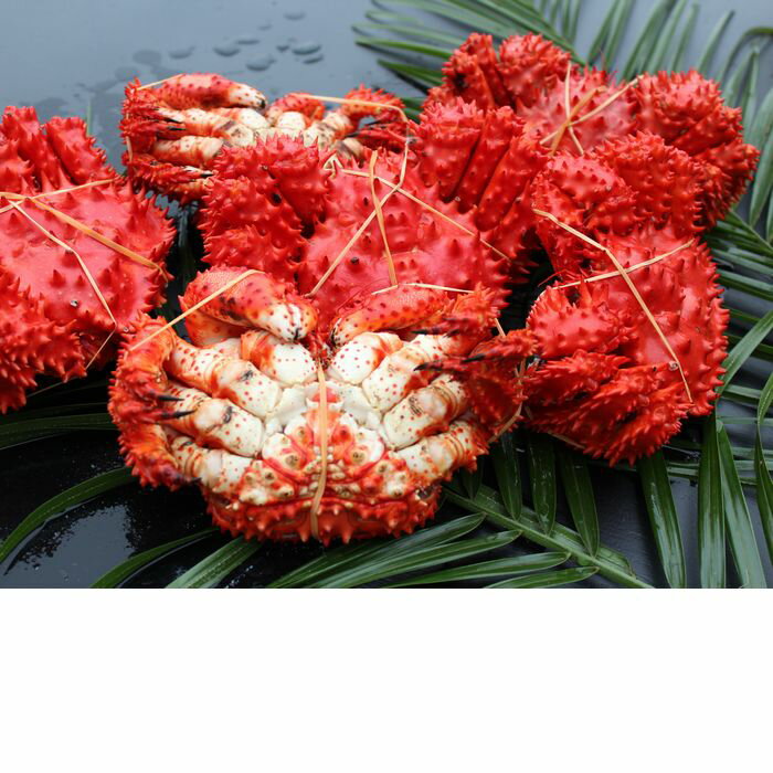 【ふるさと納税】【12月21日決済確定分まで年内配送】 [北海道根室産] 花咲ガニ 4 ~ 6 尾 ( 計 1.2kg ) 花咲がに 花咲 花咲かに 花咲蟹 かに カニ 蟹 お取り寄せ グルメ 海鮮 北海道 根室市 ふるさと納税 A-57037