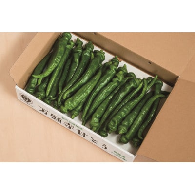 甘い!美味い!辛くない!京のブランド産品「万願寺甘とう」 1kg【配送不可地域：離島】【1483932】