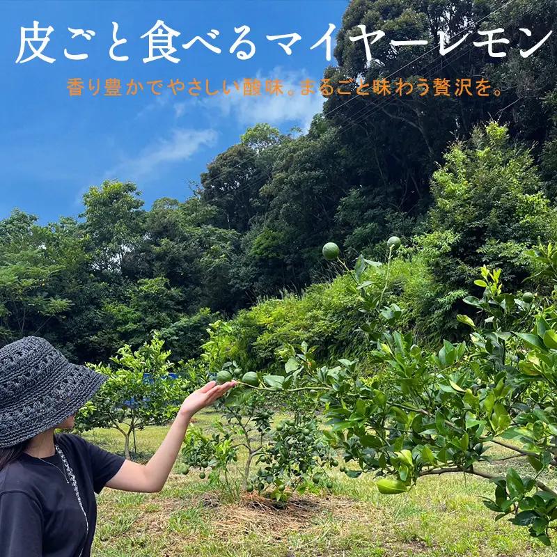 『先行予約』【令和8年11月より順次発送】皮ごと食べる マイヤーレモン 1.5kg