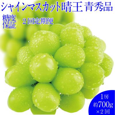 ふるさと納税 浅口市 【発送月固定定期便】先行予約 9月10月 2回定期便 シャインマスカット晴王 1房 約700g全2回