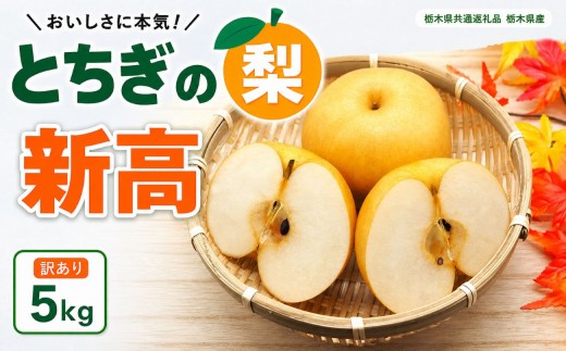 
                  梨 新高 にいたか 訳あり ５kg | 2026年9月～10月発送  栃木県共通返礼品 栃木県産 矢板市
                