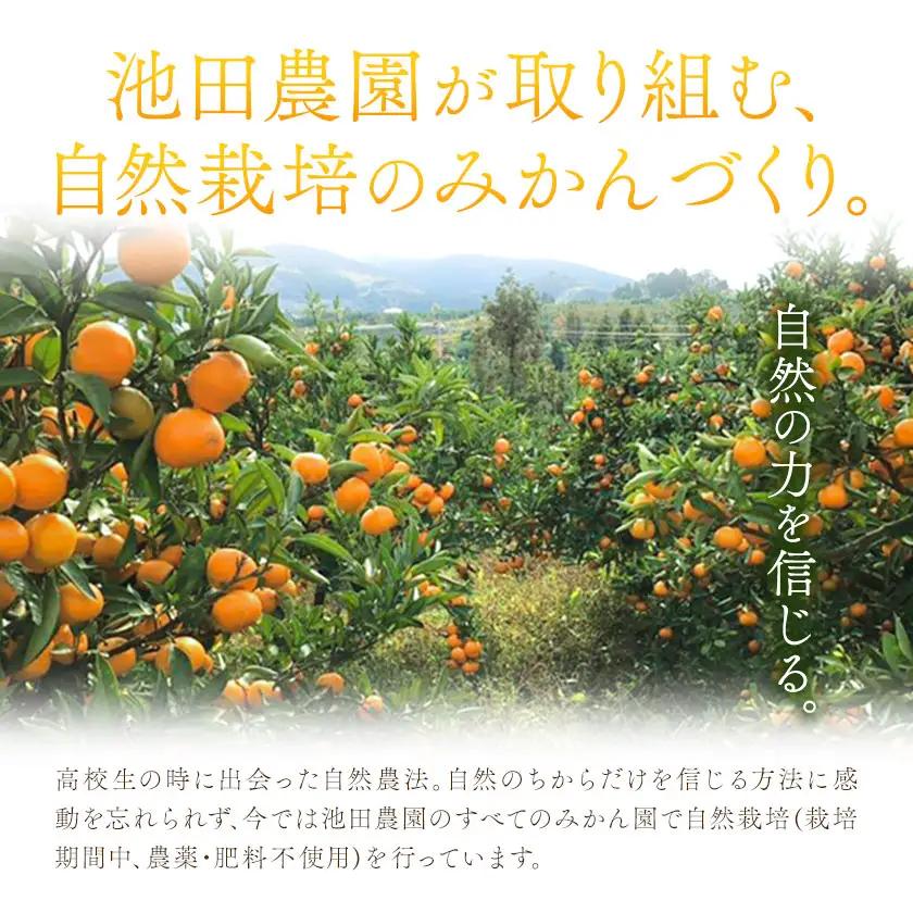 池田農園のみかんジュース 3本 1本500ml 池田農園《30日以内に出荷予定(土日祝除く)》熊本県 玉名郡 玉東町 みかんジュース みかん ミカン ジュース 自然栽培 栽培期間中農薬・肥料不使用