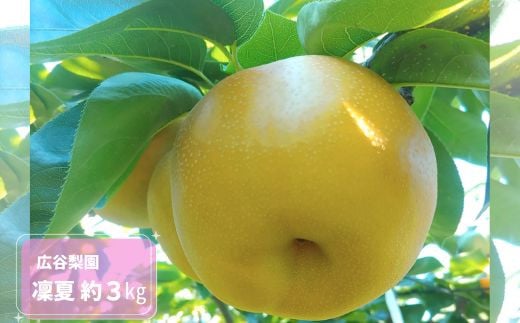 
            凜夏 約3kg / 広谷梨園 / 梨 なし 果物
          