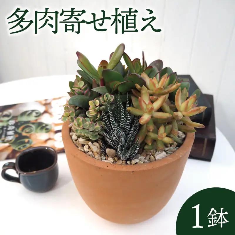 京都 多肉 寄せ植え テラコッタ 多肉植物 植物 インテリア 観葉植物