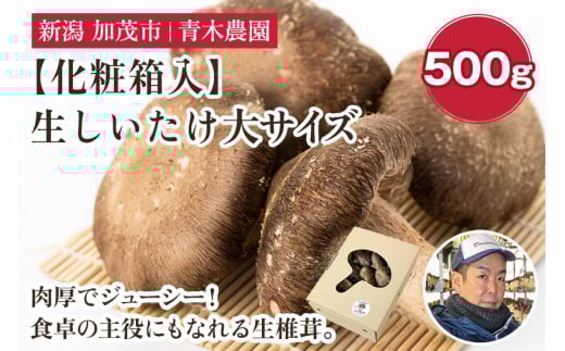 【化粧箱入】生しいたけ 大サイズ 約500g（9～13個）《順次発送》 品評会で金賞受賞！  きのこ しいたけ 椎茸 特大 食べ応えある大きさ 肉厚で旨味たっぷり！ ギフト 加茂市 青木農園