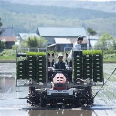 北海道産ゆめぴりか 栽培期間中農薬・化学肥料不使用 玄米5kg×2袋【1382871】