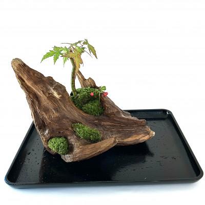 ふるさと納税 豊川市 苔盆景流木山水画は、自然の美しさを凝縮した、心が和むアイテムです。 |  | 03